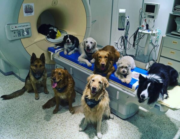Dogs MRI Scanner