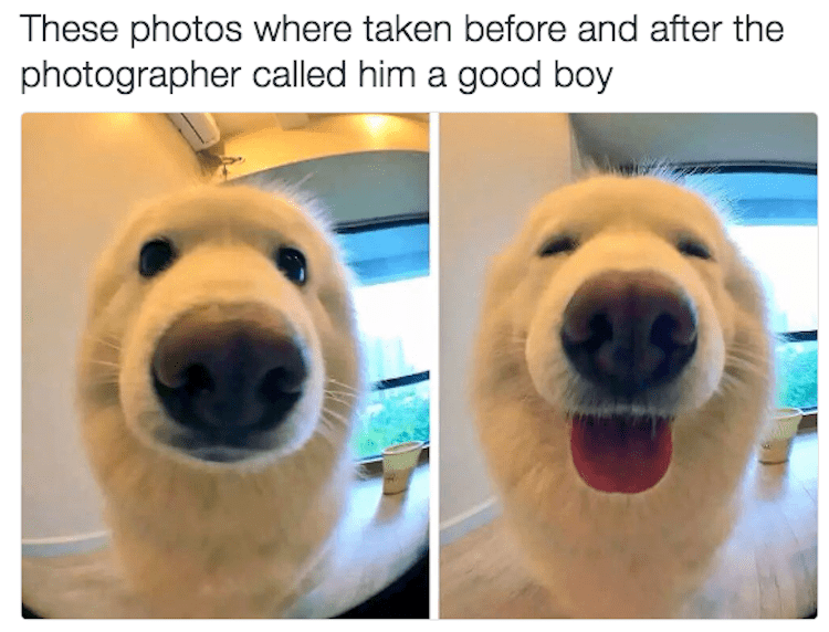 Good boy photos