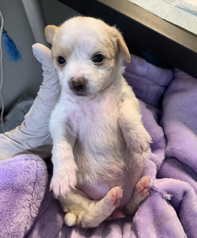 puppy belly