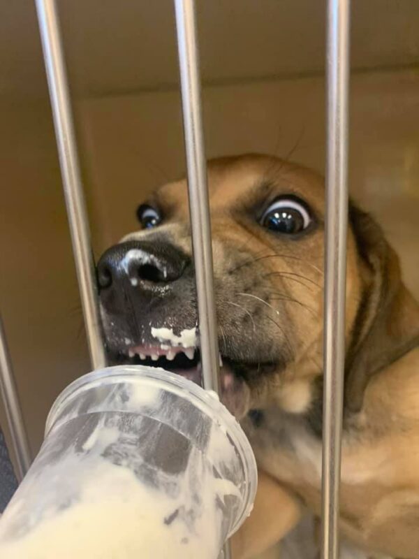 Hungry shelter dog