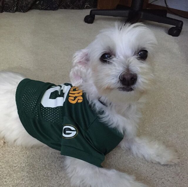 puppy packers jersey