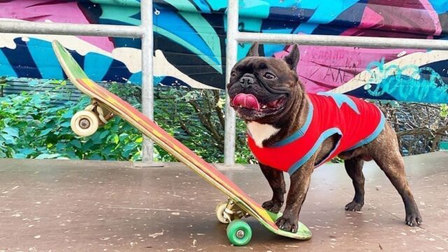 gås lærer forord No One Shreds On A Skateboard Like Nord Boss The French Bulldog