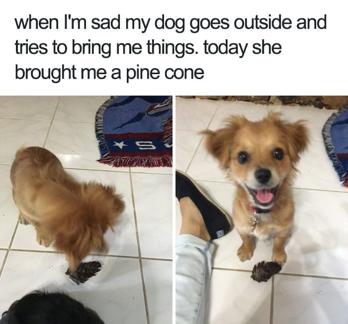 Pine cone dog