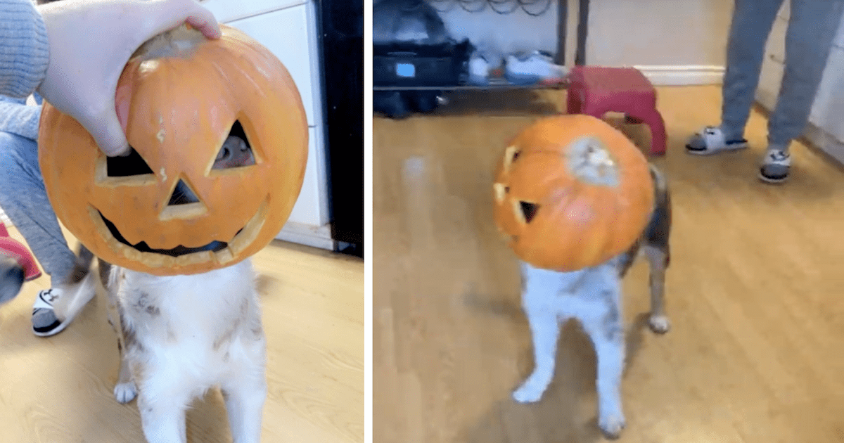 Pumpkin dog