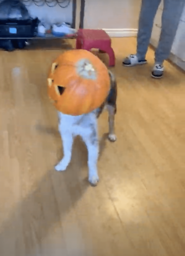 Pumpkin Stuck on Dog's Head
