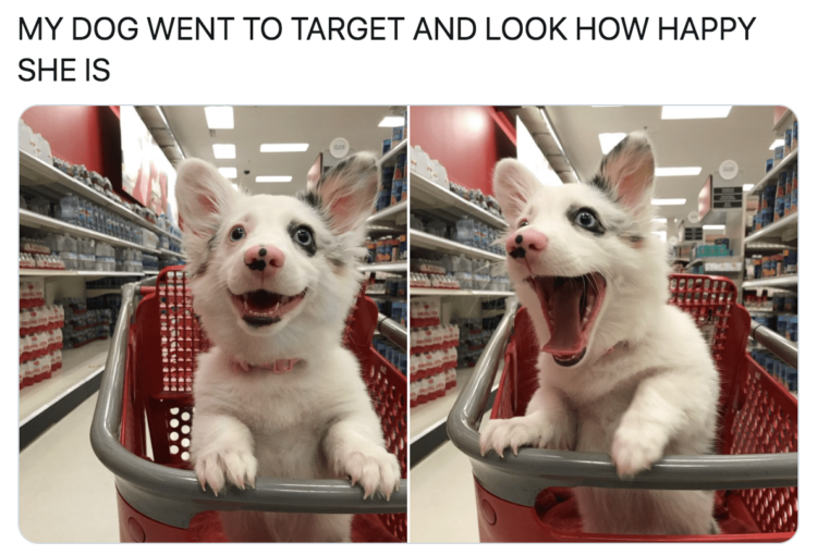 Puppy Target Run