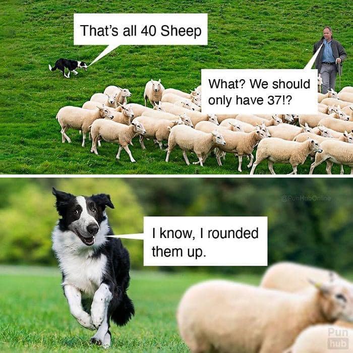 Rounding up sheep