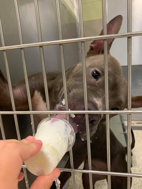 Shelter pup eating puppuccino