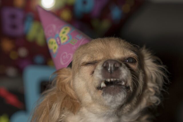 unflattering birthday dog
