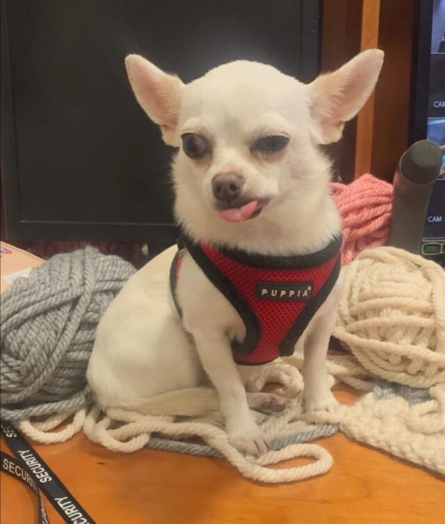 Unflattered Chihuahua