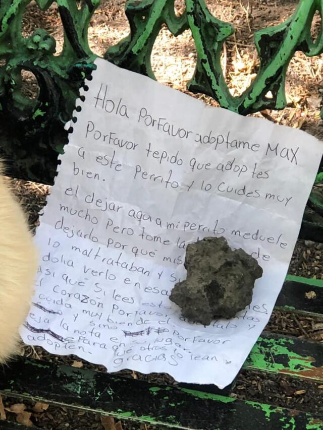 Abandoned Dog Note