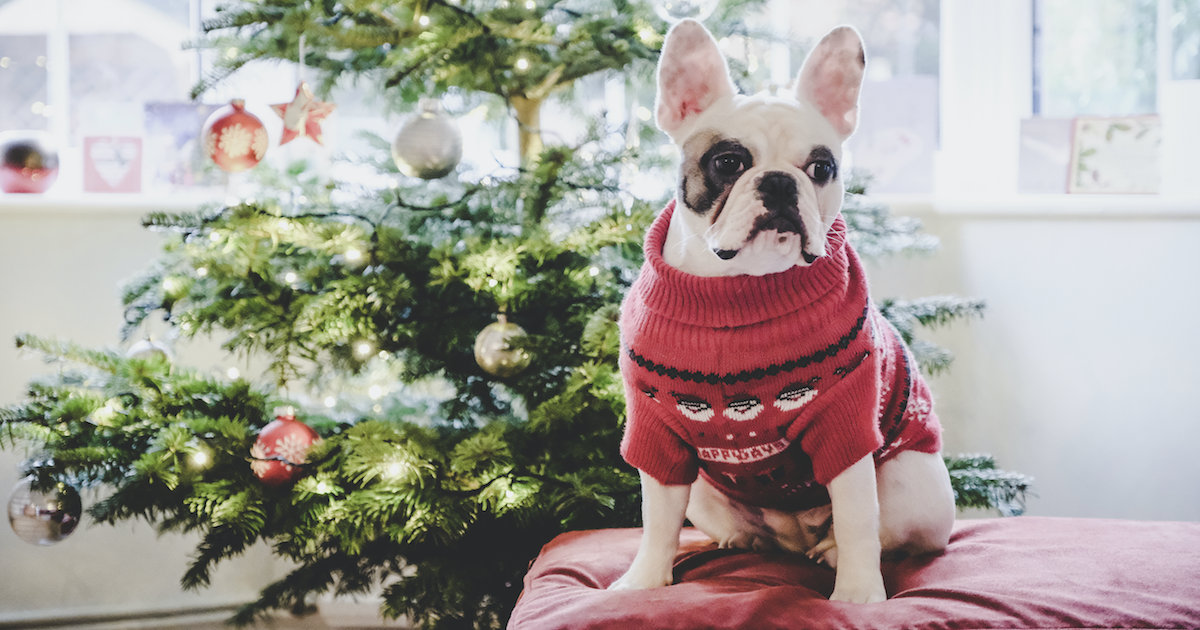 Bar Dog Wine Is Giving $1,000 And Vacation To The Dog With The Ugliest Sweater
