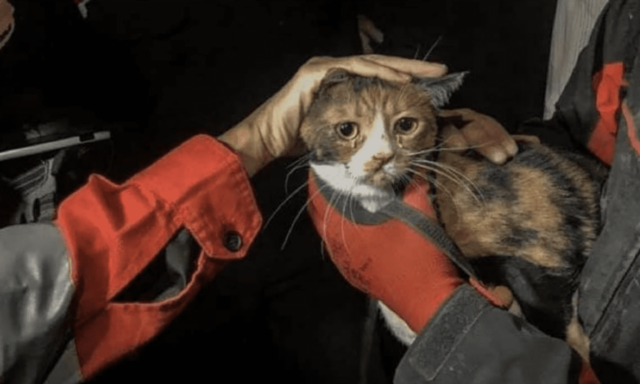 Cat Rescued from Rubble