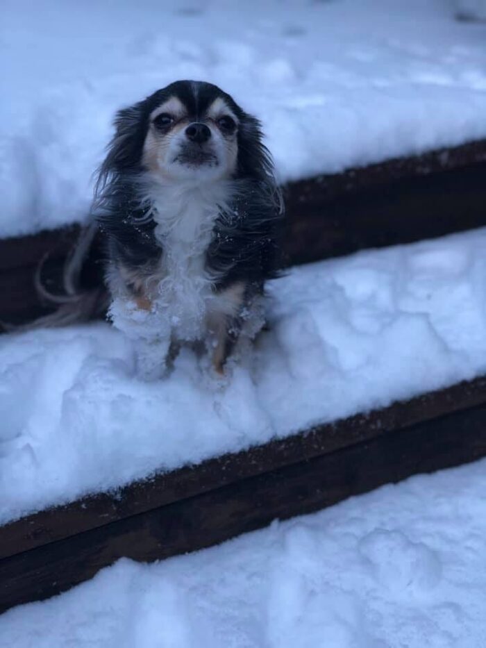 Cold Chihuahua