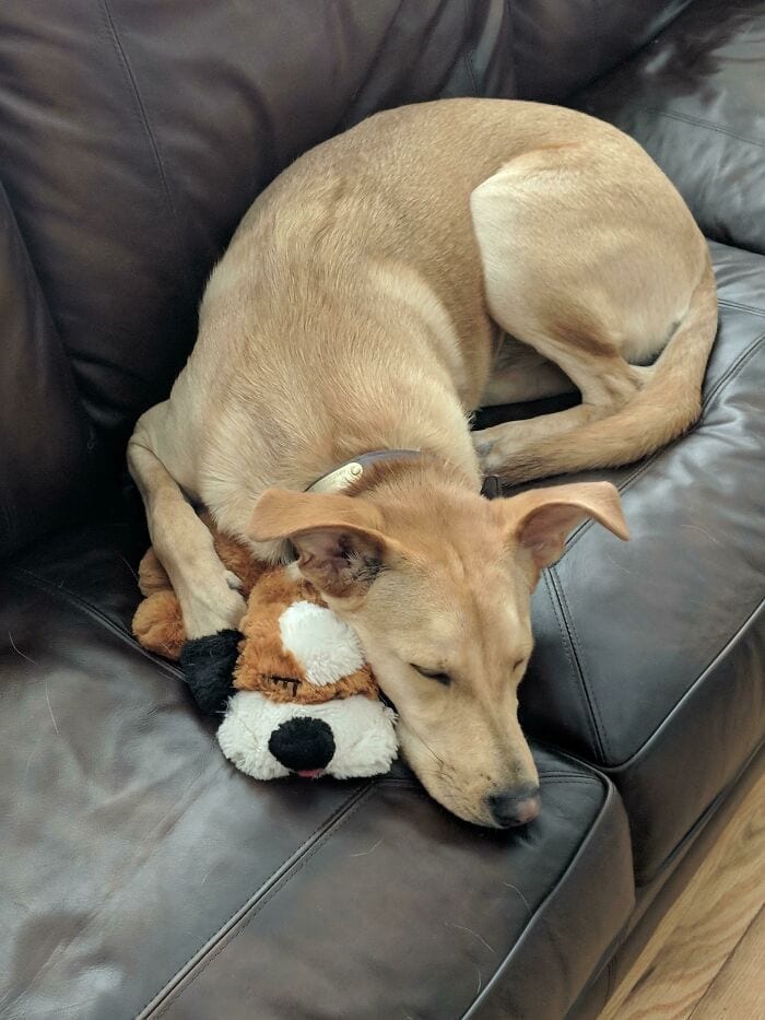 Dog cuddling warm toy