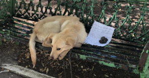 Dog abandoned on bench