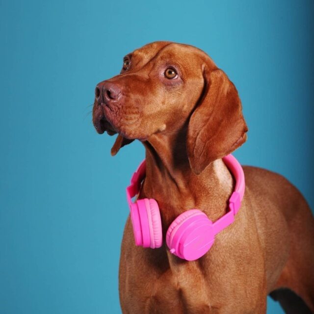 Dogs with headphones