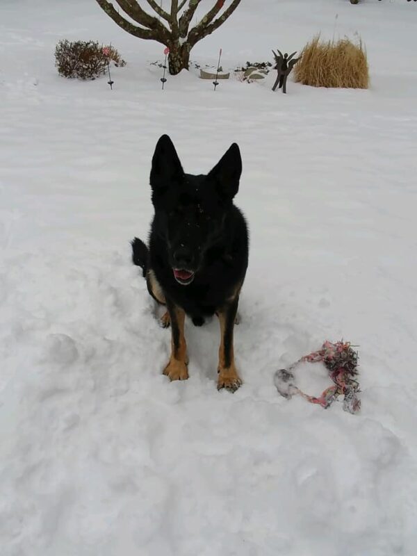 Black German Shepherd in Snow