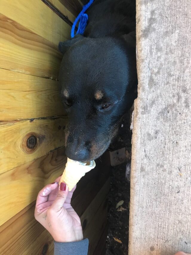 Rottweiler Eats Ice Cream