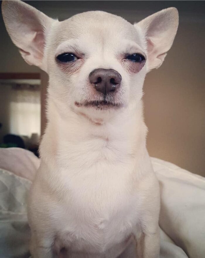 Disapproving chihuahua