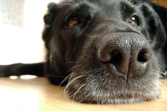 things dogs can smell humans can't