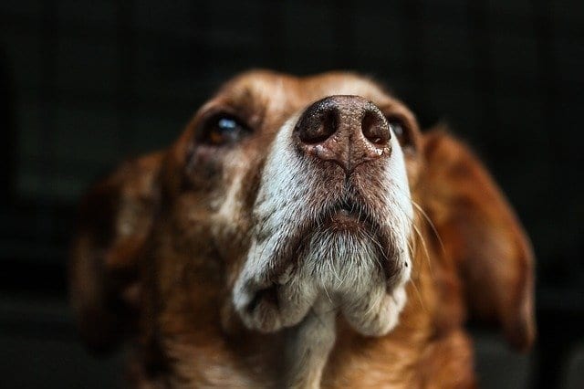 things dogs can smell humans can't