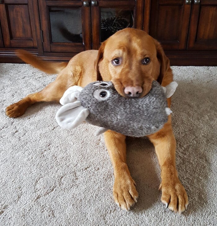 Dog shows off toy