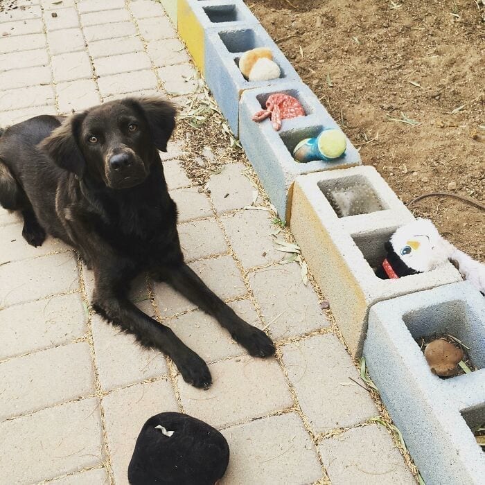 Dog sorting toys