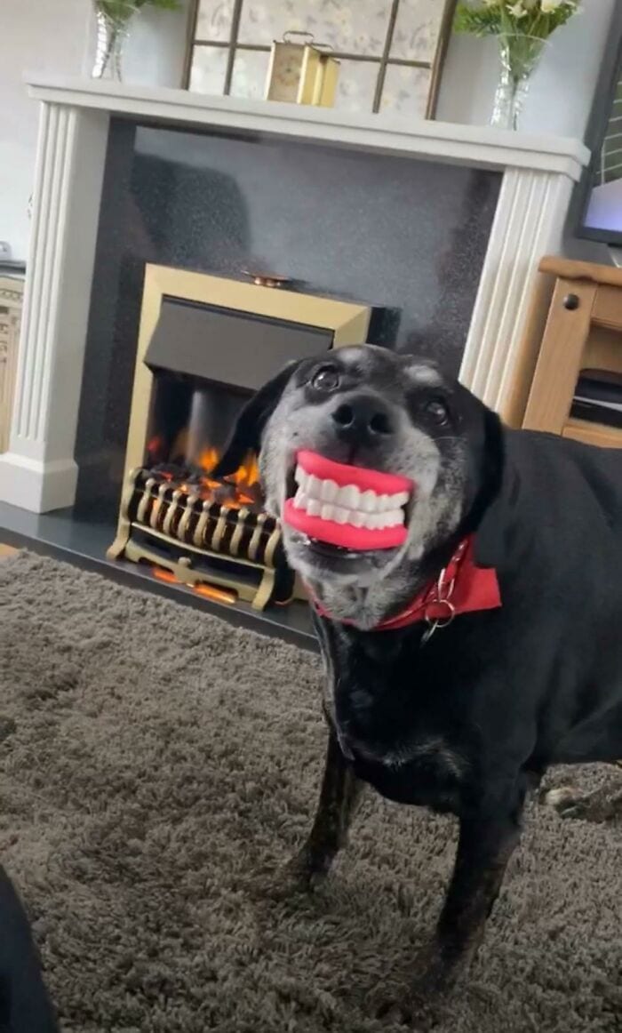 Dog toothy grin