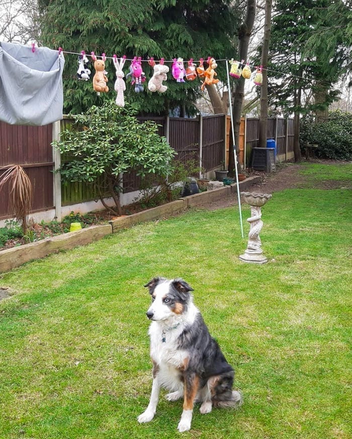 Dog toys drying
