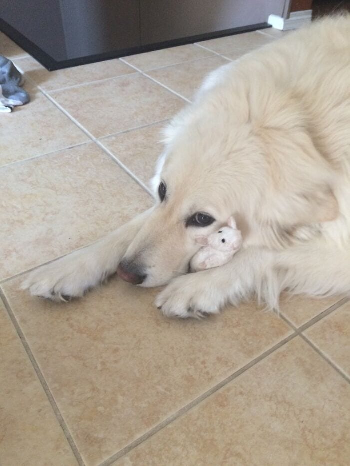 Dog with tiny toy