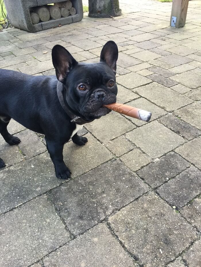 Dog with toy cigar