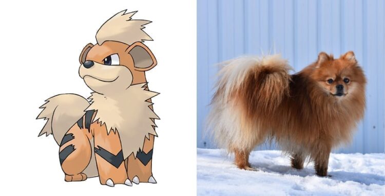 Growlithe and Pomeranian