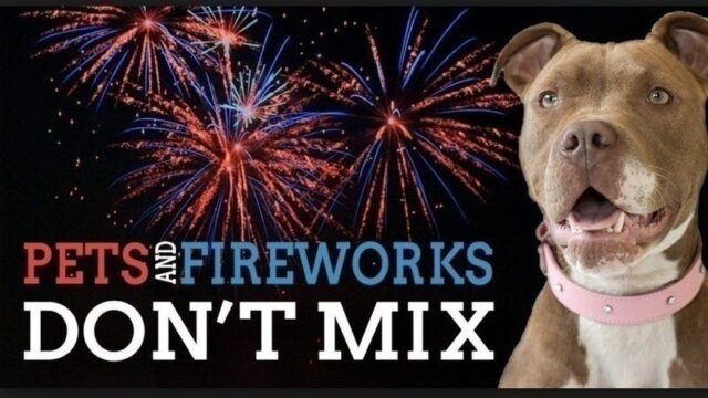 can fireworks scare dogs to death