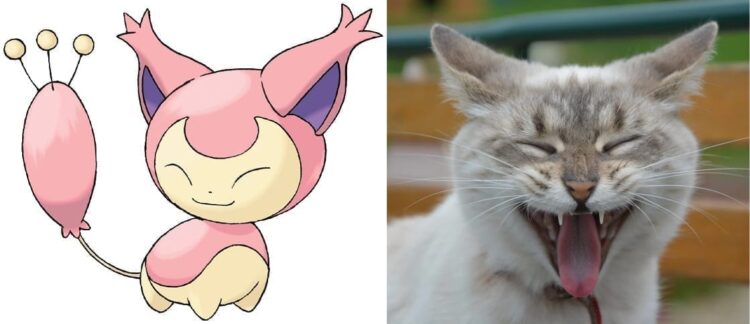 Skitty and Kitten