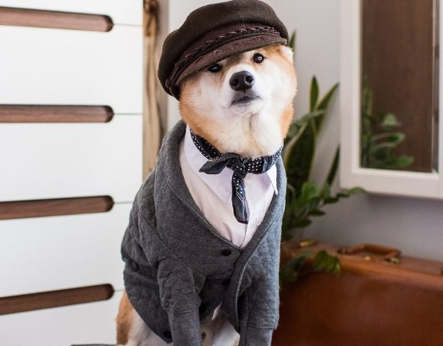stylish pup