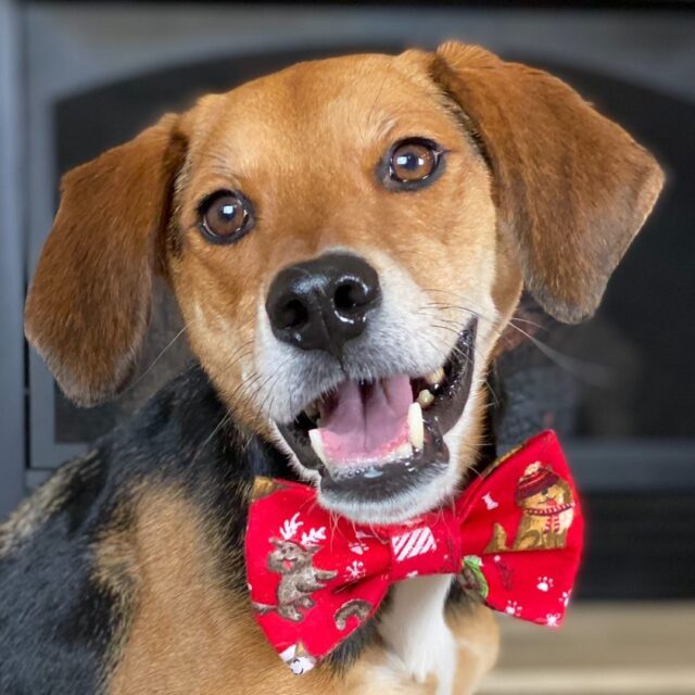 Beagle wearing bowtie
