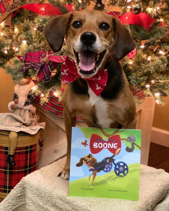 Beagle with book
