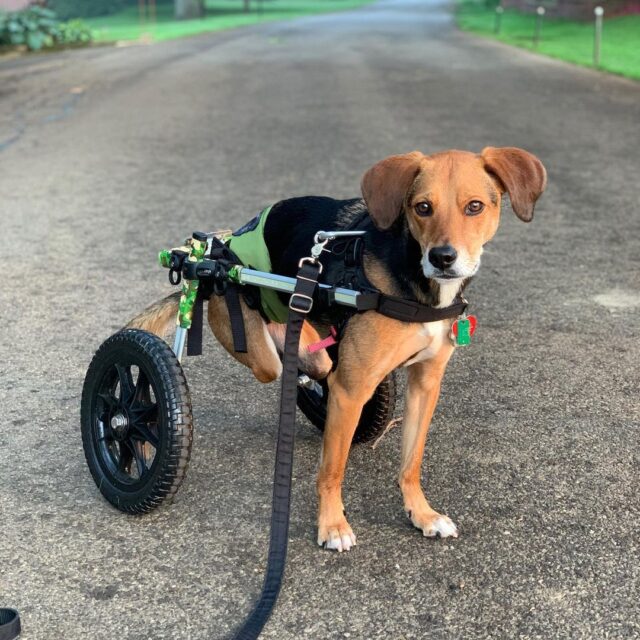 Beagle with wheelchair