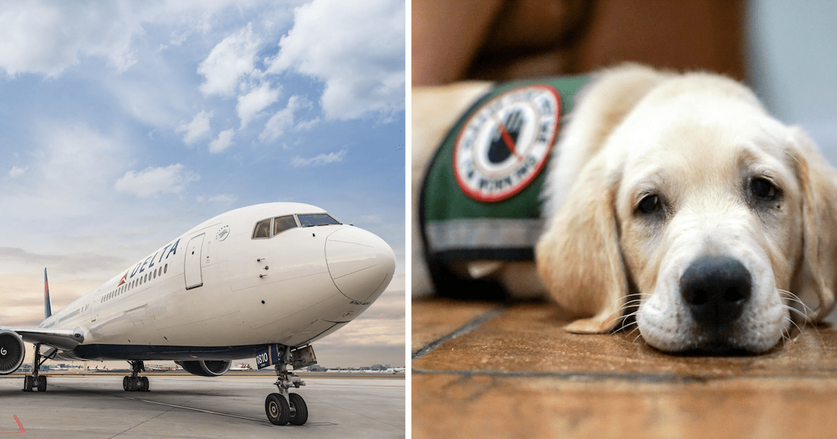 Service Dog escapes delta flight