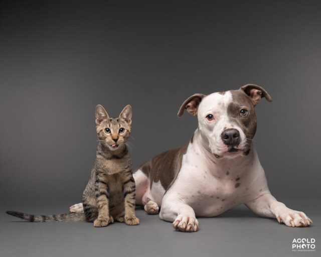 Dog and cat best friends