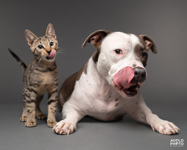 Dog and cat licking lips