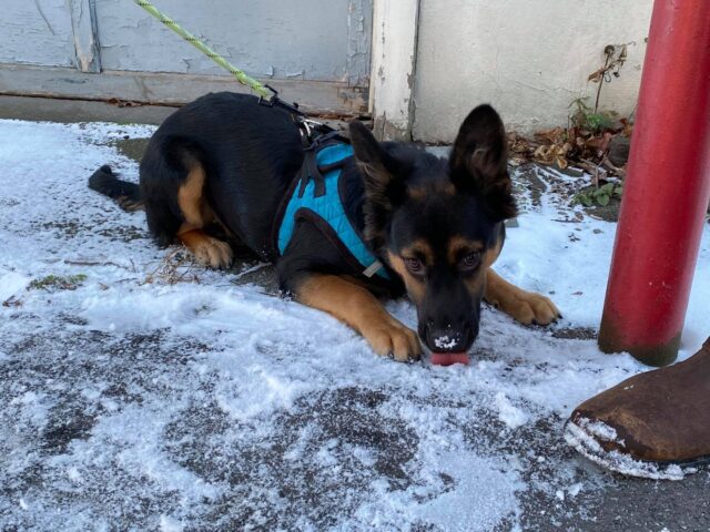 Dog licking snow