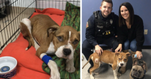 Officer adopts abused dog