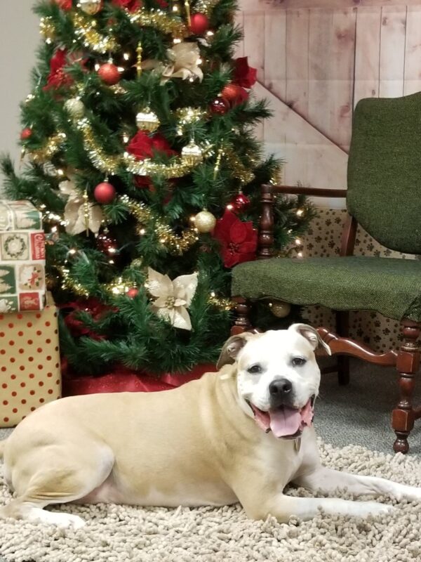 Pit Bull Under Christmas Tree