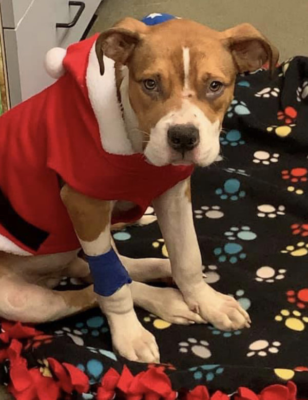 Rescue Dog Christmas outfit