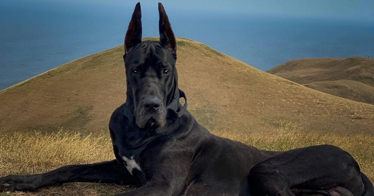 This Great Dane Is Insta Famous For His Batman-Like Appearance!