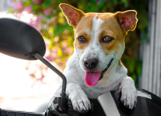 Dog on motorcycle