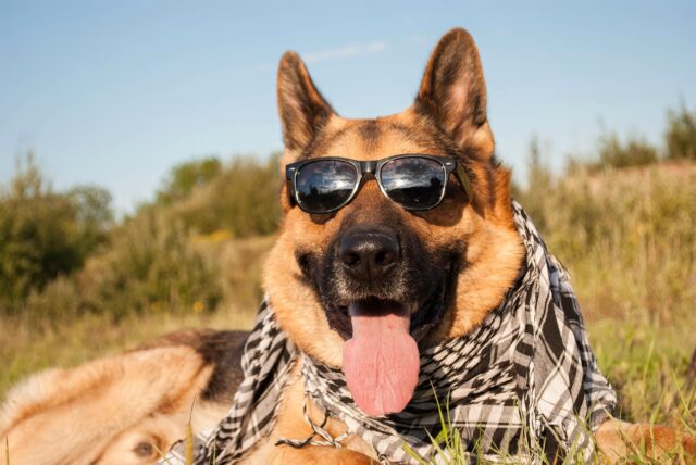 Dog with Sunglasses