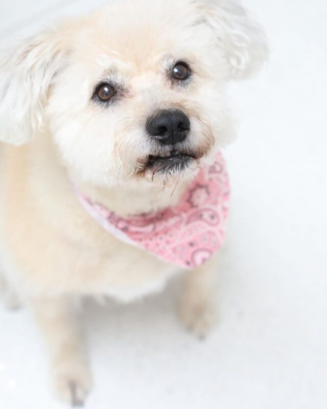 Rescue Dog Haircut